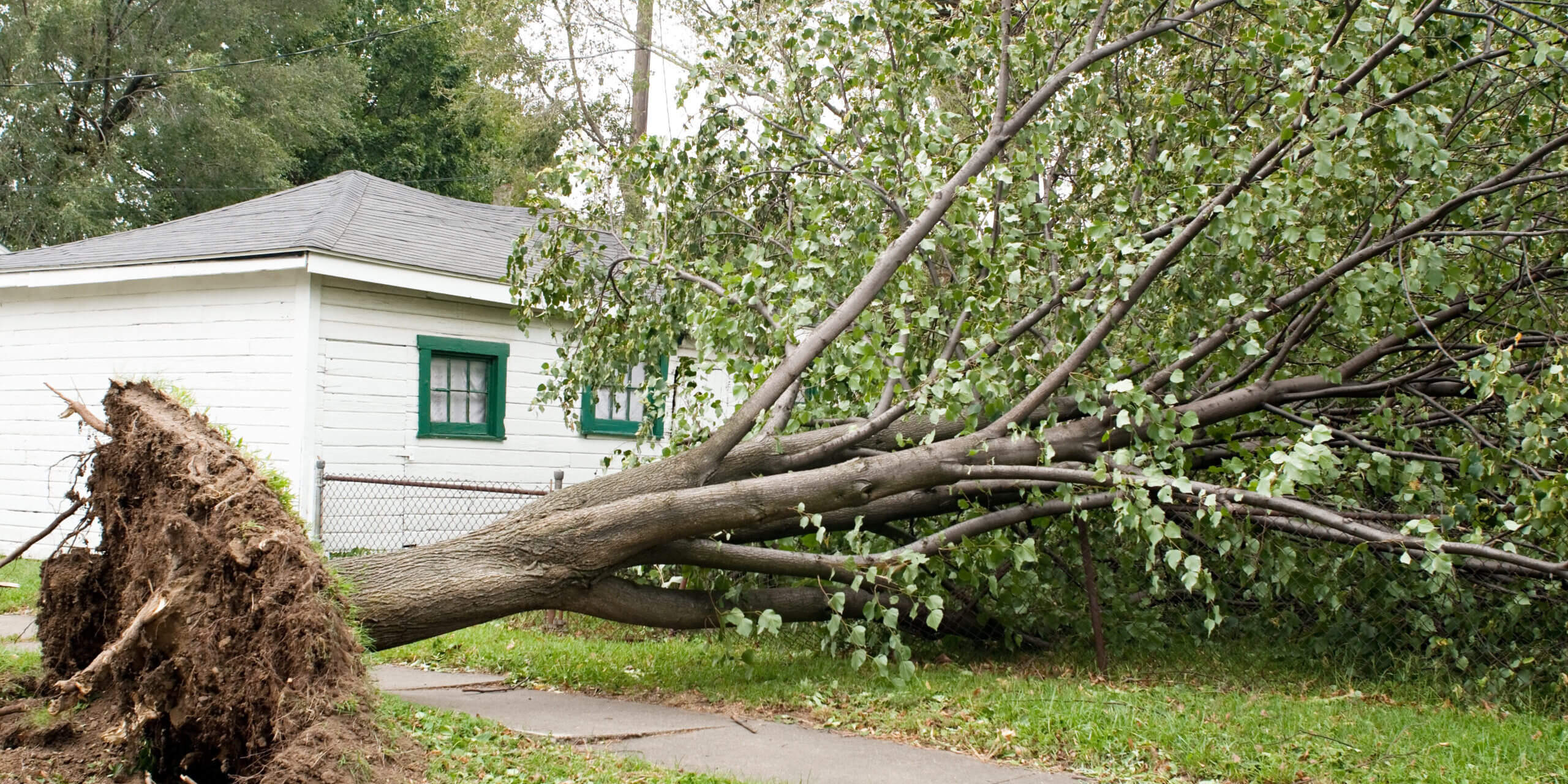 Fallen Tree